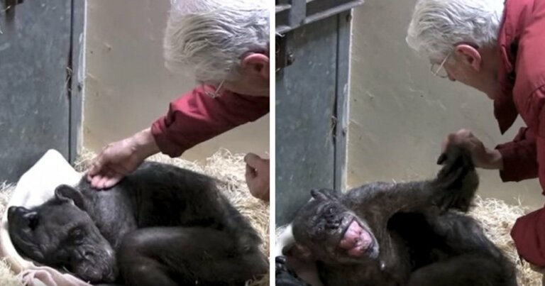 Chimpancé no quería comer hasta que reconoció la voz de su amigo humano