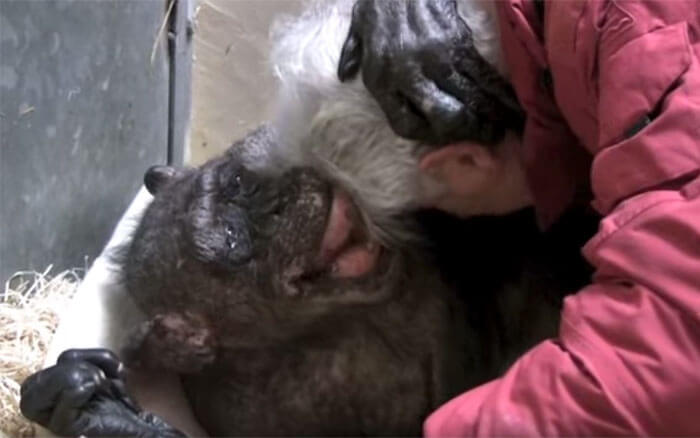 Emotivo encuentro entre chimpancé y su cuidador