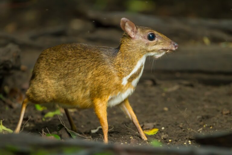 Ciervo ratón: visto en Vietnam después de 30 años