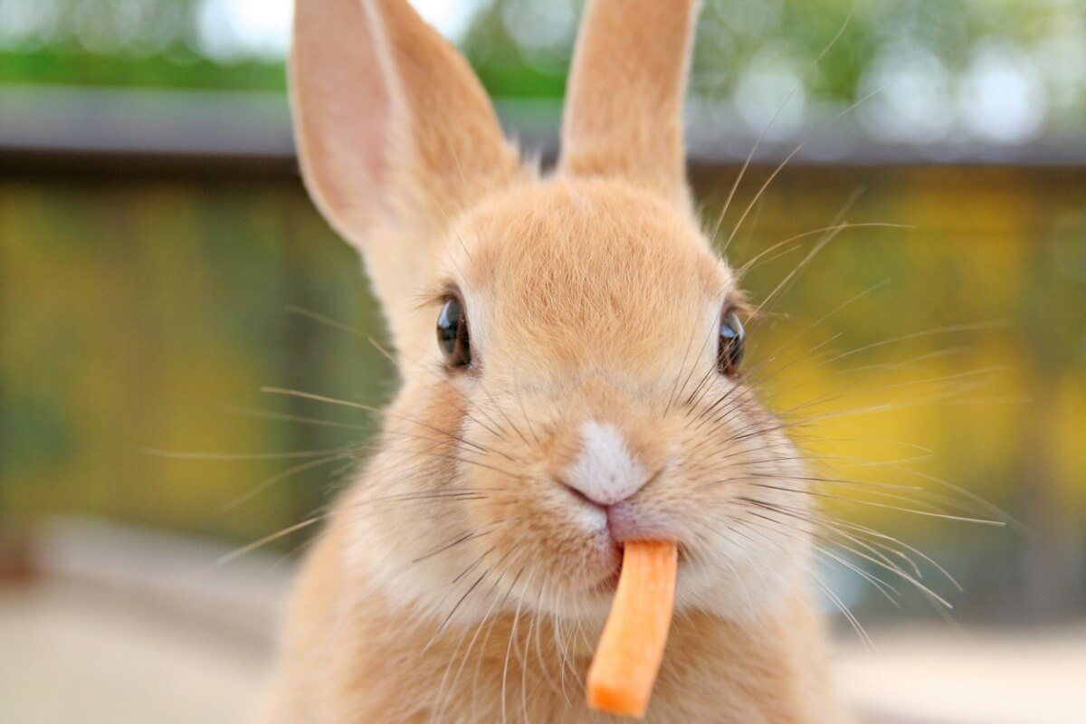Havuç yiyen bir tavşan.