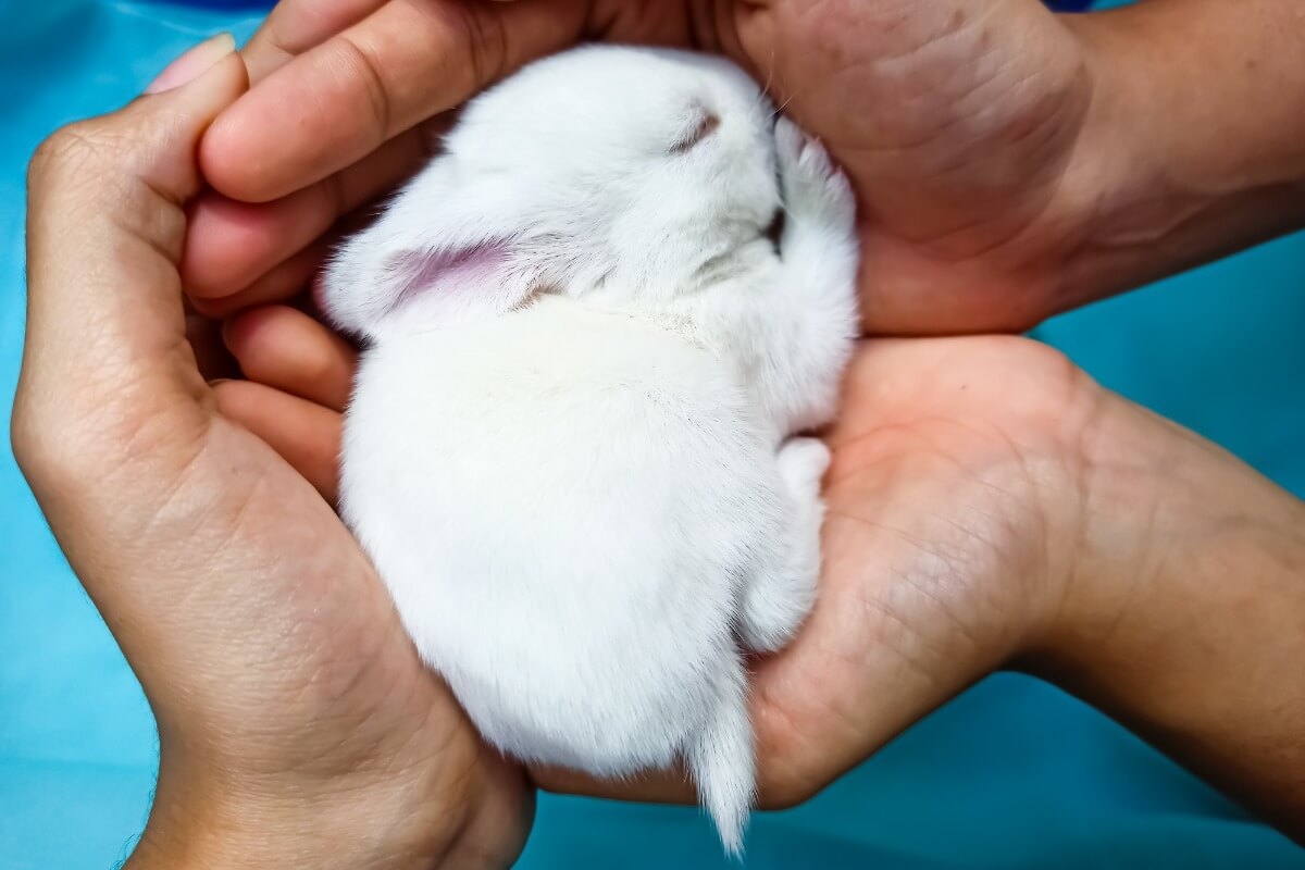 Un conejo pequeño en las manos de su tutor. 