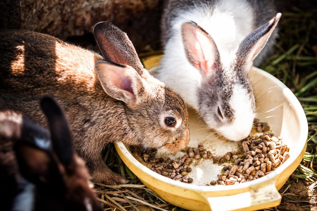 Alcuni conigli mangiano mangime.