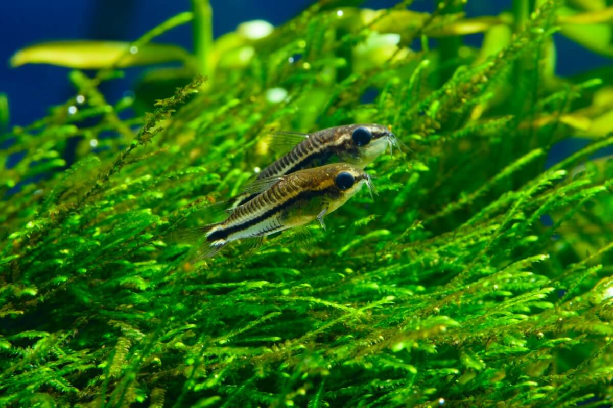 Una corydora pigmea.
