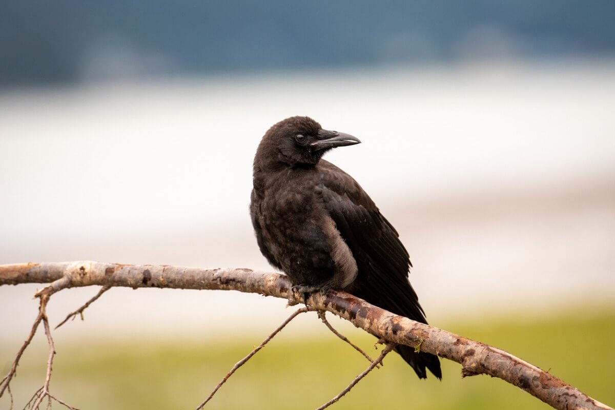 Une corneille d'Amérique perchée sur une branche.