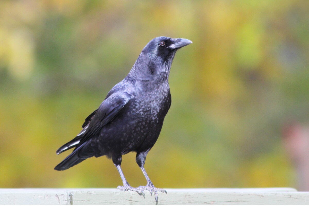 En kråka.