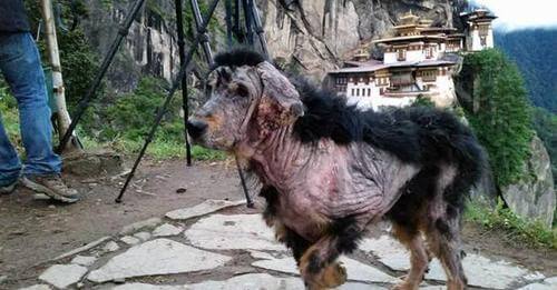 Perrito rescatado en una montaña se transforma gracias a la bondad de un extraño
