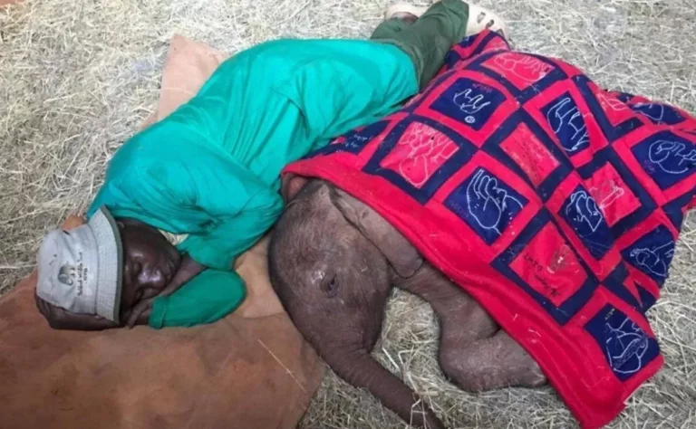Cuidador duerme junto a un elefante huérfano para consolarlo y transmitirle calma