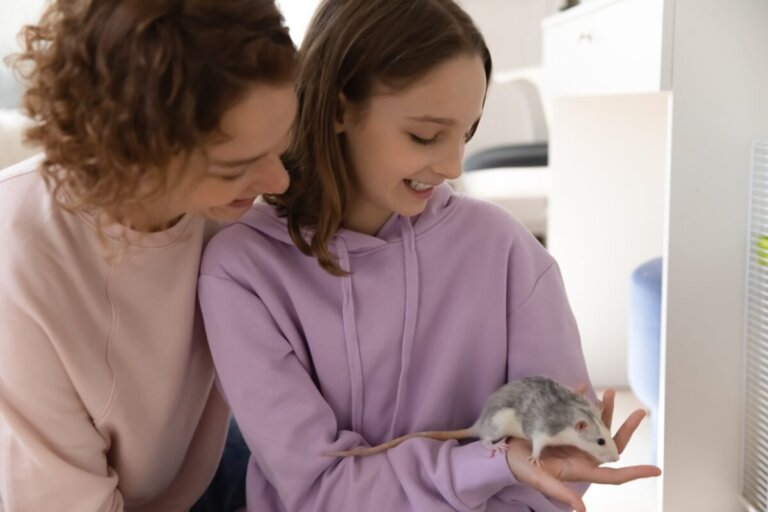 15 razones por las que tener una rata como mascota