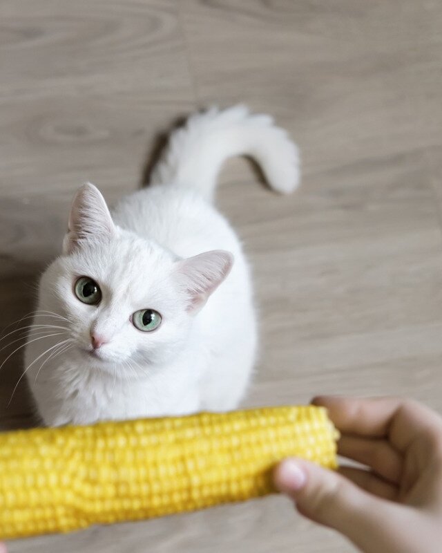 Pueden los gatos comer maíz? - Mis Animales
