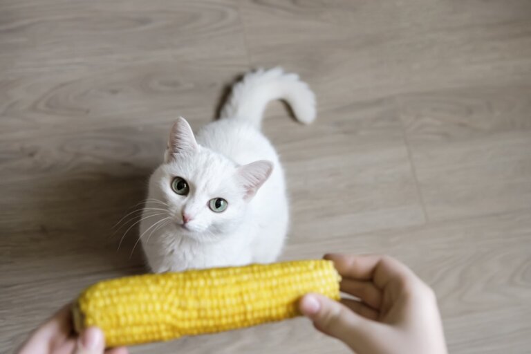 ¿Pueden los gatos comer maíz?