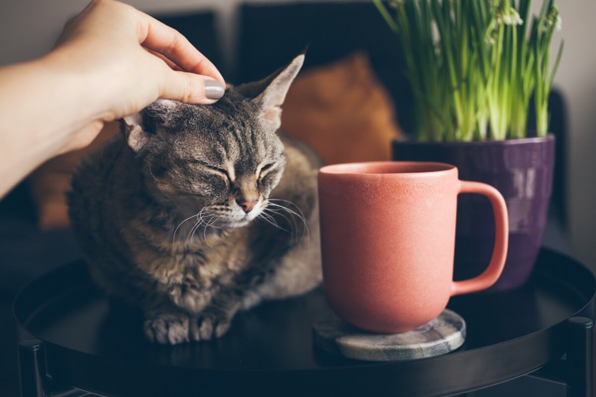 Un gato contento tomando una taza de té. 
