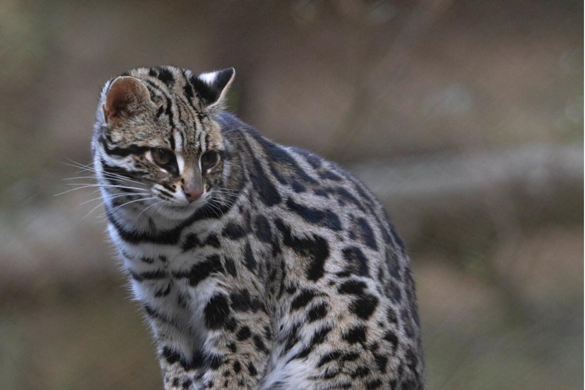 Un des chats exotiques qui peuvent être des animaux de compagnie.