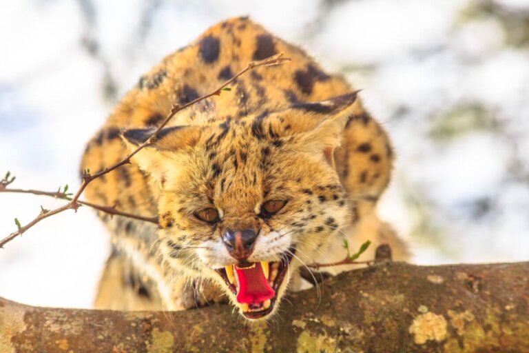 12 gatos exóticos pequeños que se pueden tener como mascotas (legalmente)