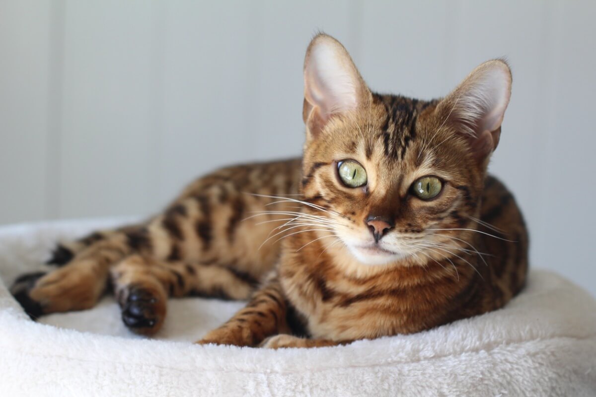 Ist es eine gute Idee, mit deiner Katze in einem Bett zu schlafen?
