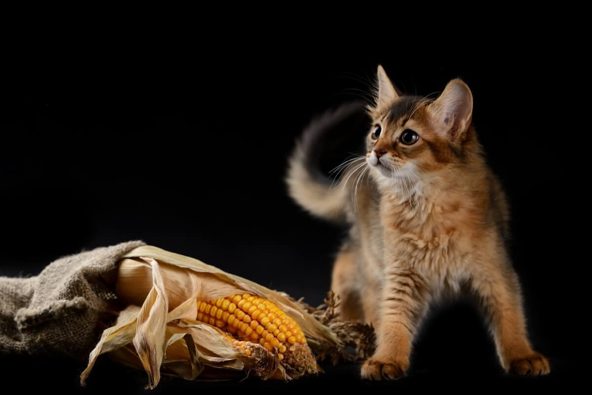 Un gato sobre un fondo negro toma maíz. 