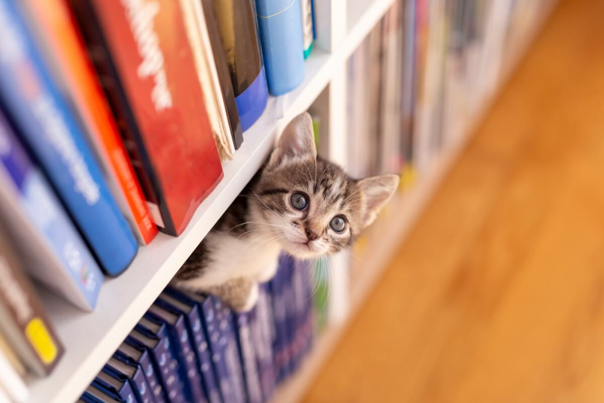 Um gato brincando entre as estantes.