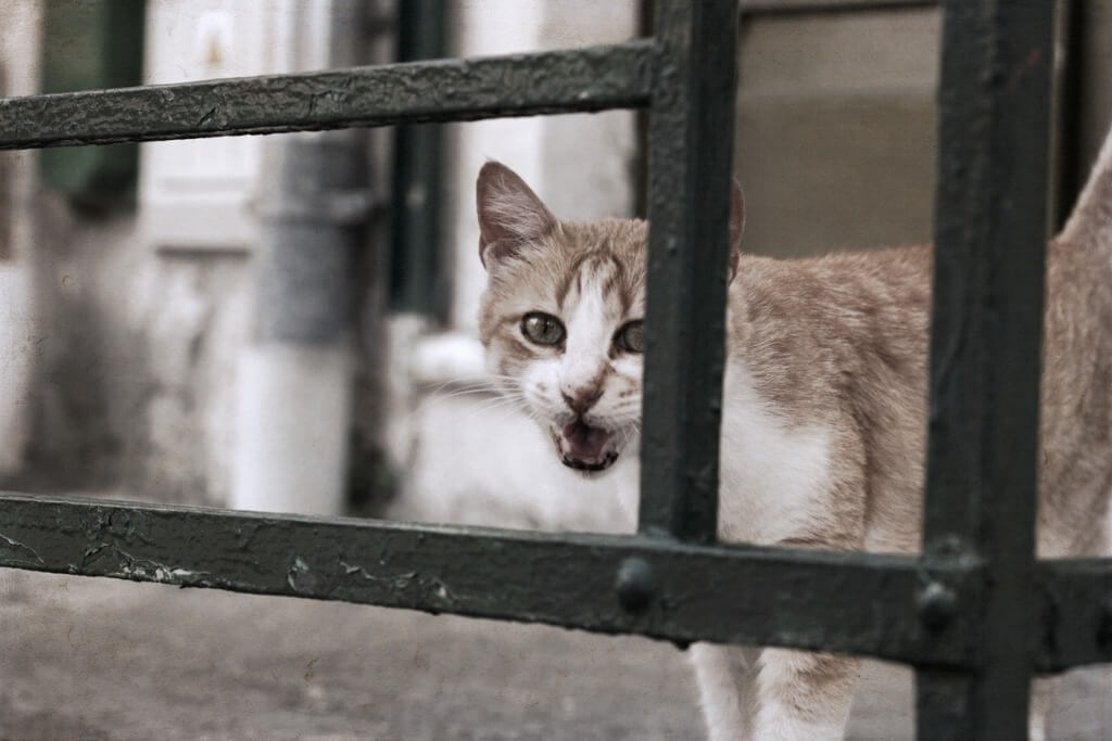 Un chat miaule devant un portail métallique.