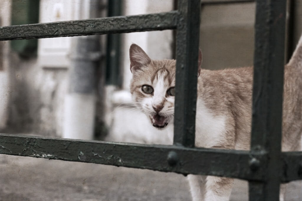 Un gato maúlla a una puerta metálica.