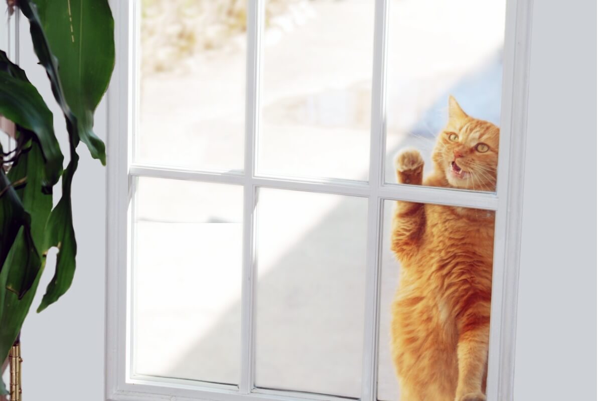 Pourquoi mon chat miaule-t-il à la porte ?