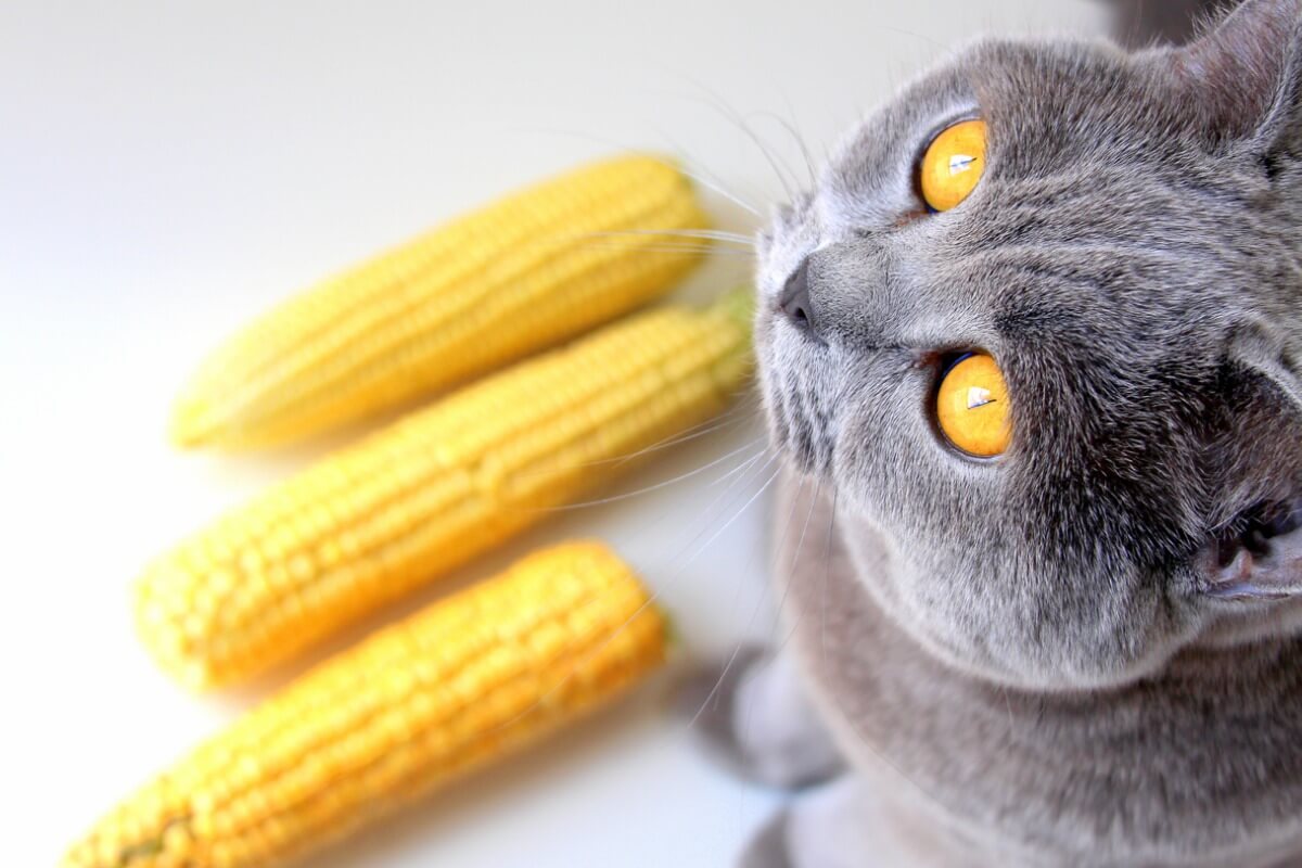 Un gato mirando unas mazorcas de maíz.