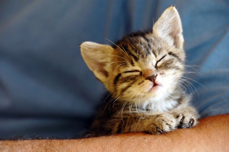 ¿A qué edad los gatos abren los ojos?
