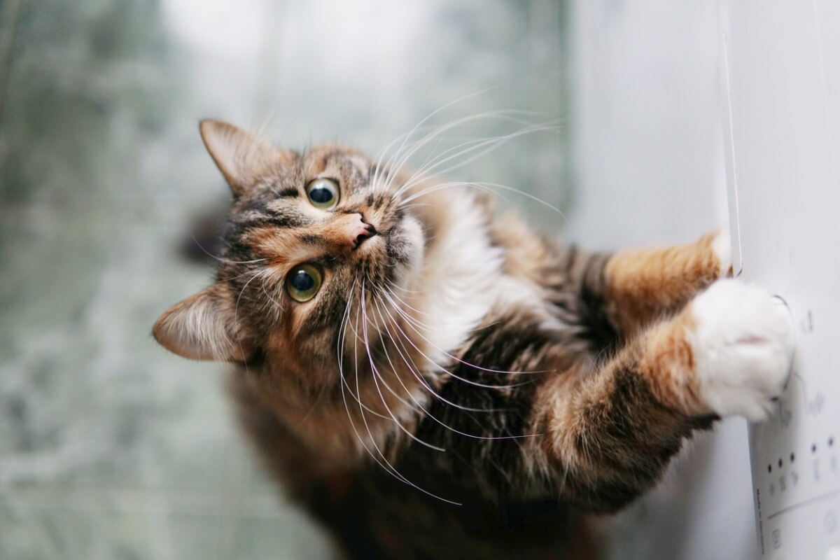 Mi gato me roba cosas: ¿por qué?
