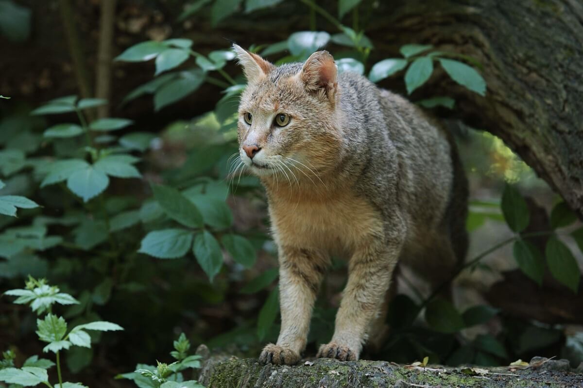 Un gato de la selva muy curioso. 