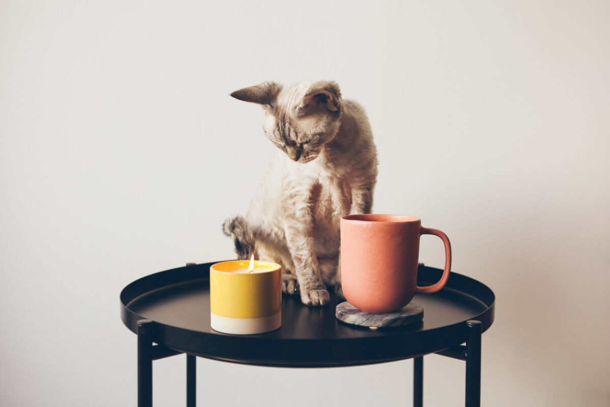 Un gato sentado en una mesa.