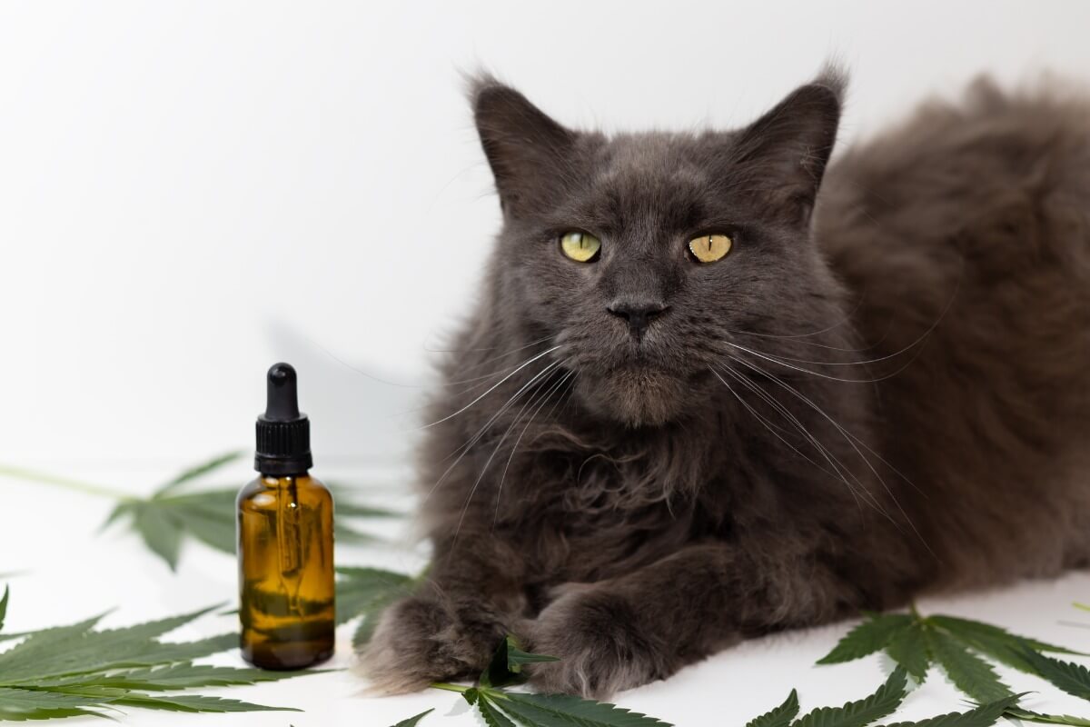 A scary looking cat with CBD.