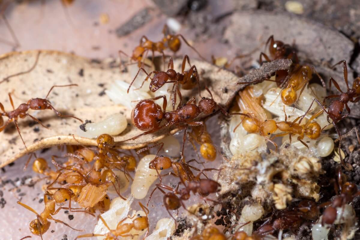 Poche formiche in gruppo.