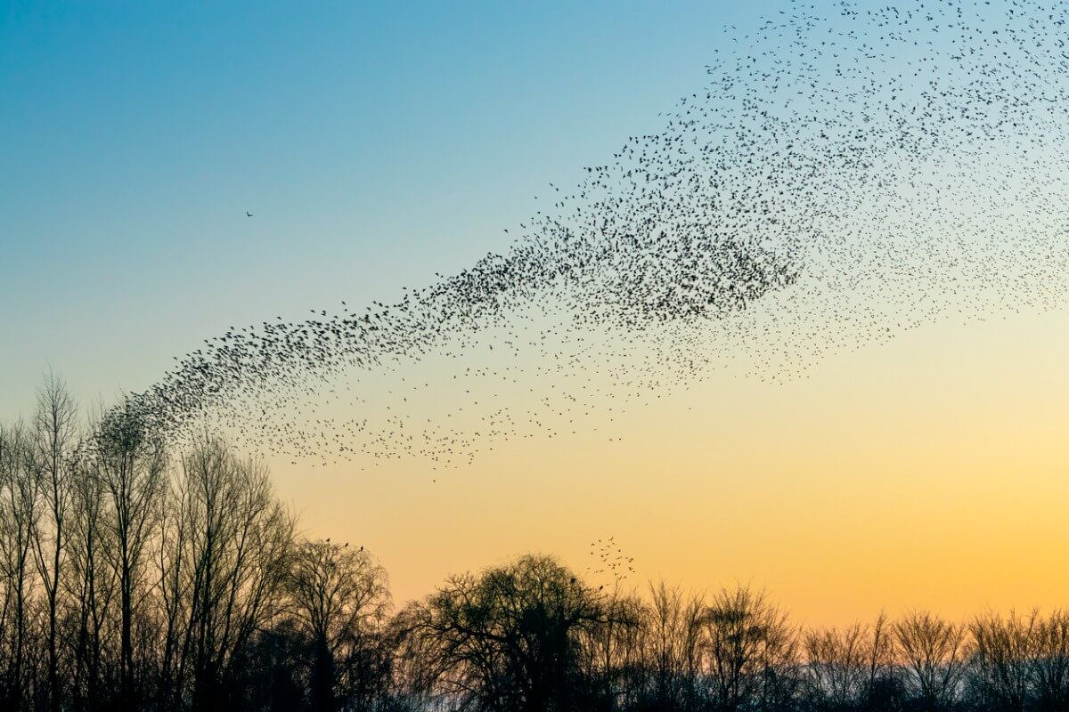 Un groupe d'oiseaux en migration.