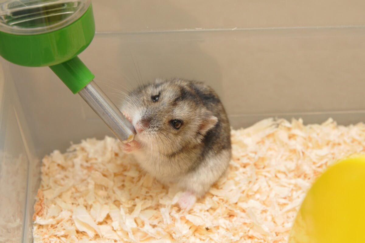 Un hamster qui boit de l'eau dans sa cage.