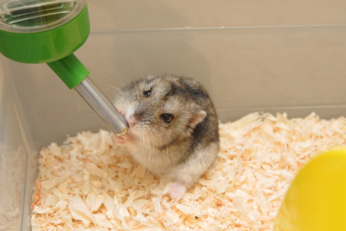 yemek yiyen hamster