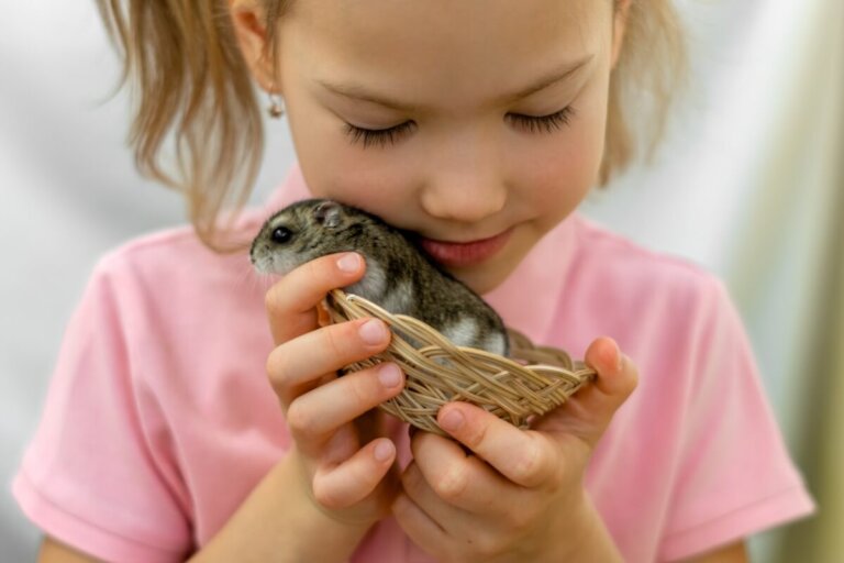 5 especies de hámsteres que deberías conocer