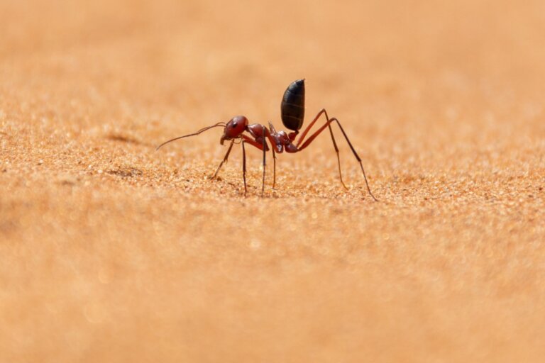 Hormigas del desierto: hábitat y características