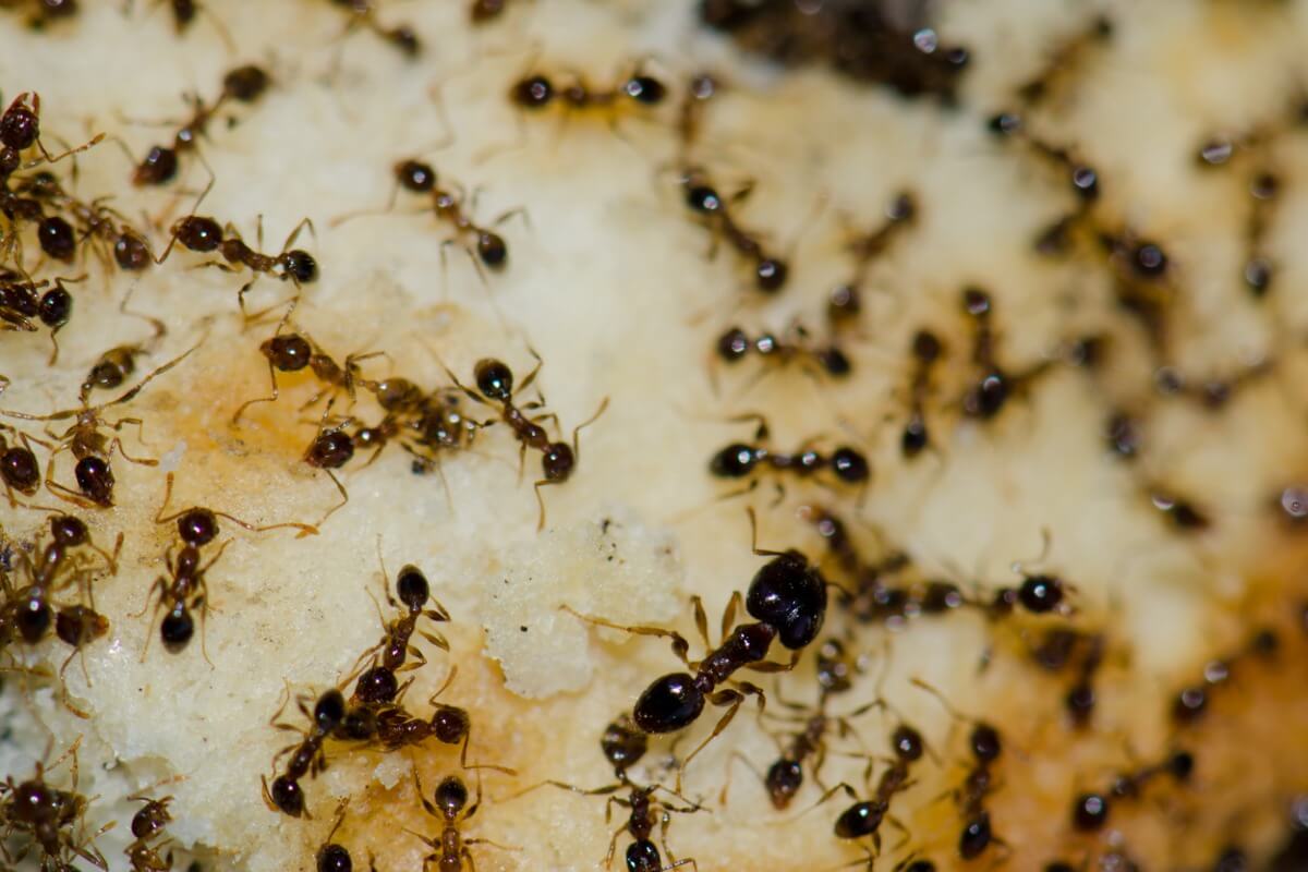 ¿Cuáles son los hormigeros más grandes del mundo?