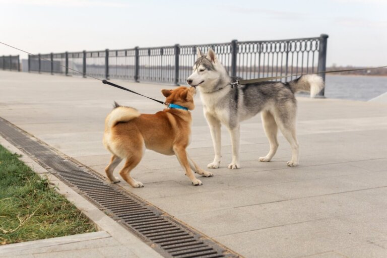 Husky inu: todo sobre esta raza