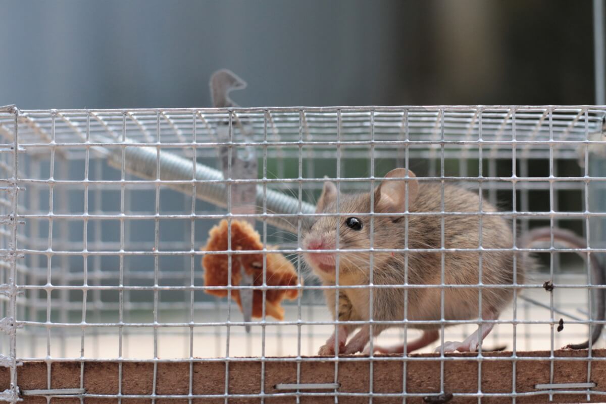 Une souris dans une cage.