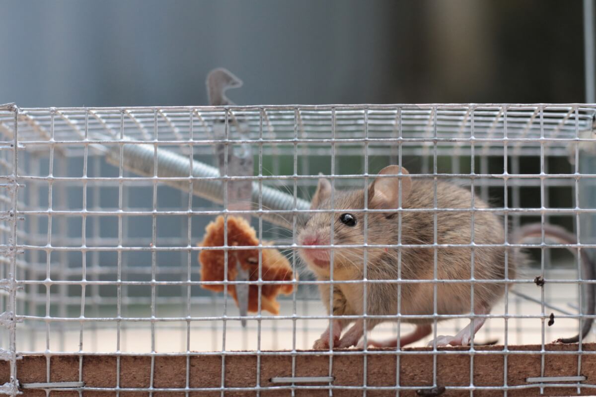 A mouse in a cage.