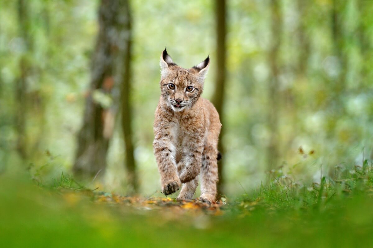 Un lince corre por el bosque.