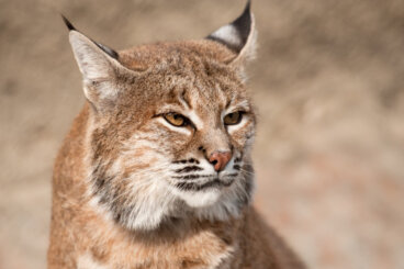 ¿Es posible tener un lince como mascota?