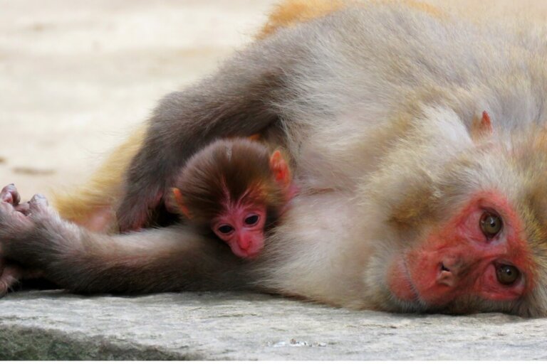 Diferencias entre animales vivíparos y mamíferos