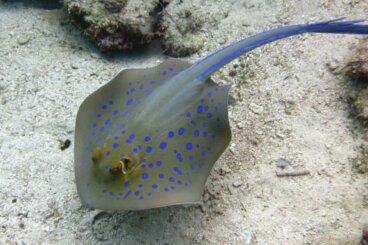 Picadura de mantarraya: ¿es mortal?