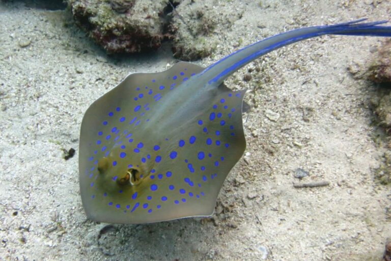 Mantarraya Discada Picadura de mantarraya: ¿es mortal? - Mis animales