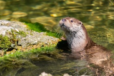 ¿Se puede tener una nutria como mascota?