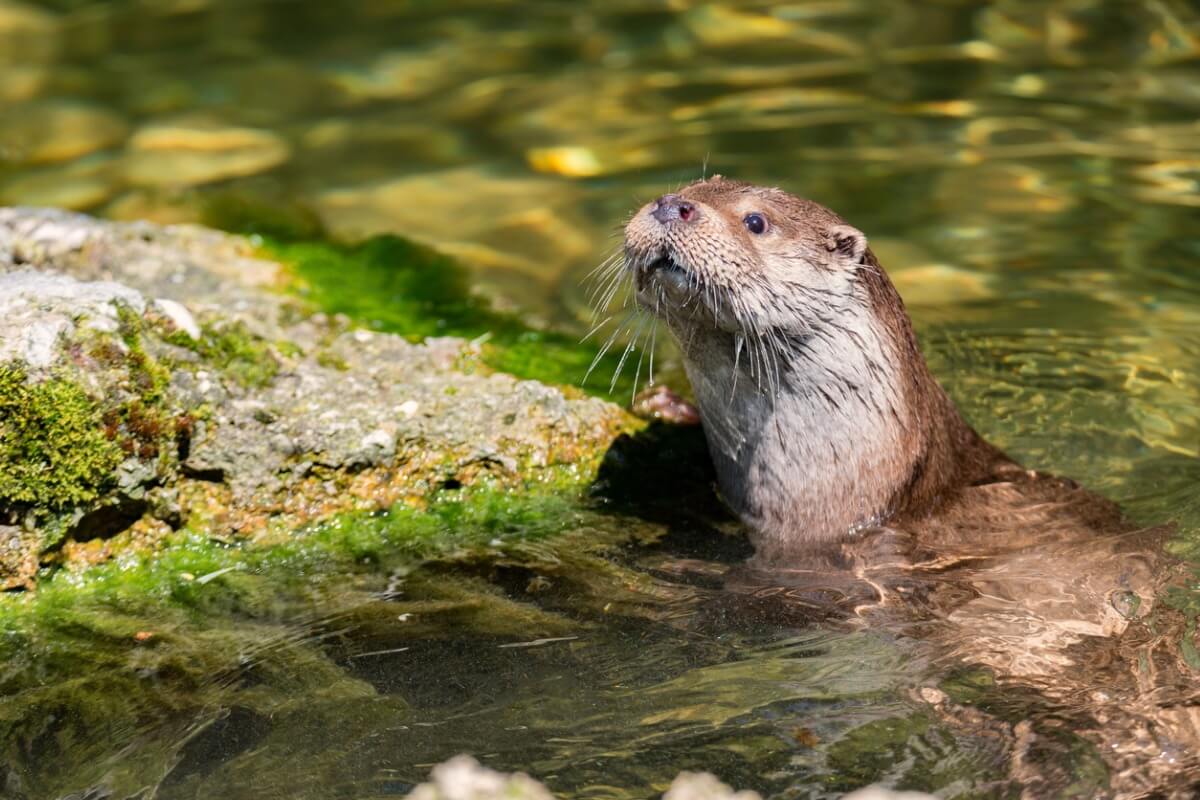 ¿Se puede tener una nutria como mascota?