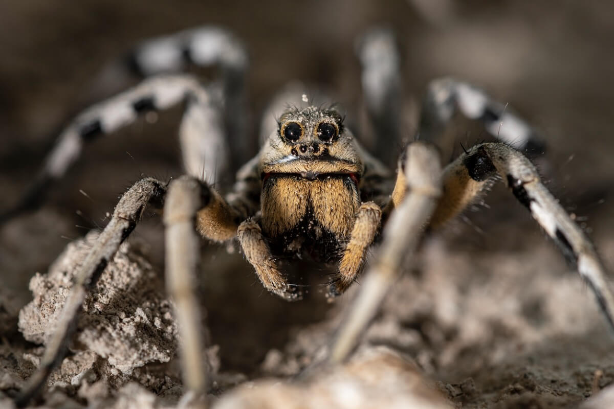 ¿Cuántos ojos tiene una araña?