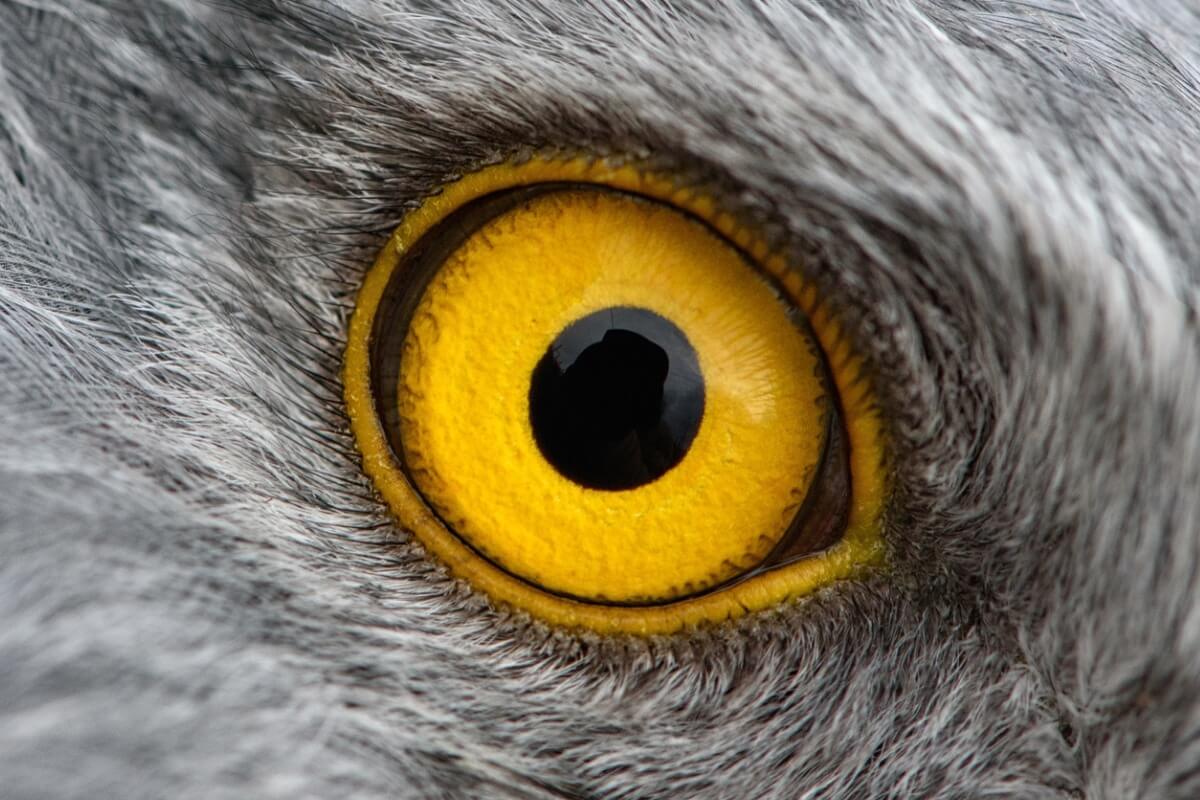 Los ojos de un pájaro.