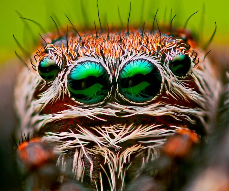 ¿Cuántos ojos tiene una araña?