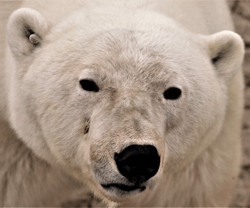 ¿El oso polar está en peligro de extinción?